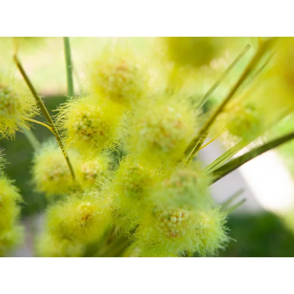 EUROPALMS Plante à pompons, artificiel, 122 cm