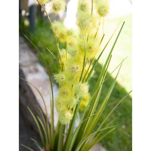 EUROPALMS Plante à pompons, artificiel, 122 cm